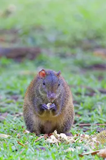 Punctata: Central American Agouti o' feeding on fallen breadfruit Dasy