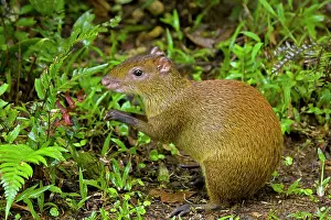 Dasyprocta: Central American Agouti - Rodent