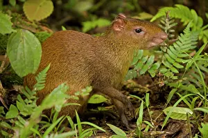 Dasyprocta: Central American Agouti - Rodent