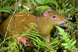 Dasyprocta: Central American Agouti - Rodent