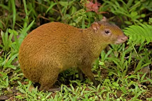 Dasyprocta: Central American Agouti - Rodent