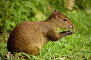 Dasyprocta: Central American Agouti - Rodent