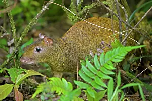 Dasyprocta: Central American Agouti - Rodent