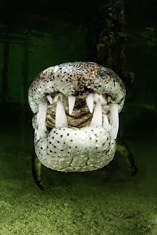 Acutus: Central american alligator (Crocodylus acutus) under