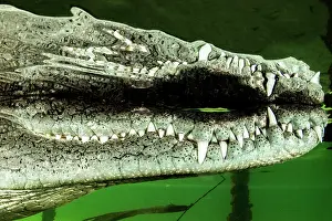 Acutus: Central american alligator (Crocodylus acutus) surface
