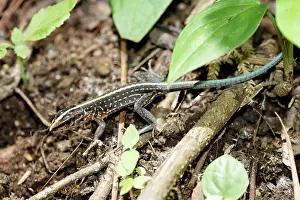 Lacertad: Central American ameiva lizard (Ameiva festiva)