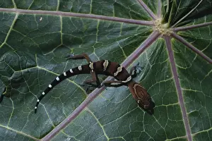 1998: Central American Banded Gecko