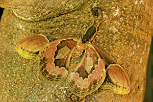 Silkmoths: Central American Bark Scorpion - eating Lebeau's