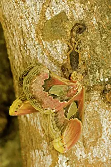 Silkmoths: Central American Bark Scorpion - eating Lebeau's