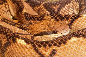 Jose: Central American Bushmaster