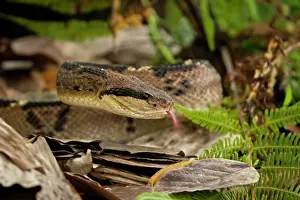 Deadly: Central American Bushmaster
