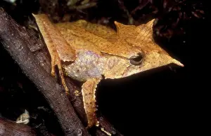 Fasciatus: Central American Casque Headed Frog