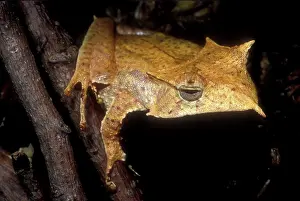 Fasciatus: Central American Casque Headed Frog