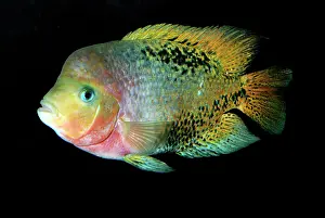 Cichlids: Central American Cichlid - Tropical freshwaters