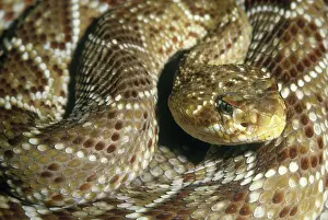 Vomeronasal: Central American Rattlesnake