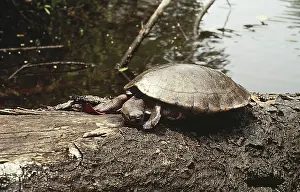 Centla: Central American River Turtle