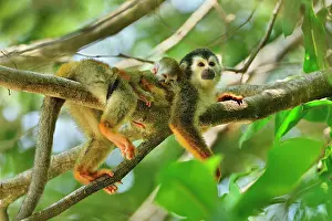 Antonio: Central American Squirrel Monkey - with baby Manuel