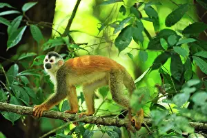 Antonio: Central American Squirrel Monkey Manuel Antonio