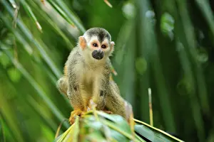 Antonio: Central American Squirrel Monkey Manuel Antonio