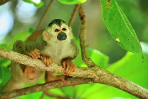 Antonio: Central American Squirrel Monkey Manuel Antonio