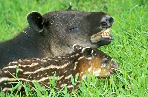 Tapir: Central American TAPIR - Adult with young