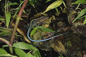 Ameiva: Central American Whiptail
