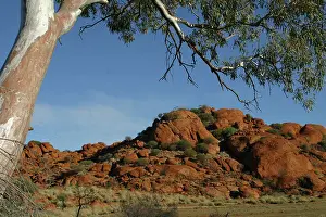 Eucalypt: Central Australia - Granite formations, The Red Centre