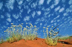 Poached: Central Australia - Poached Egg Daisy, desert vegetation
