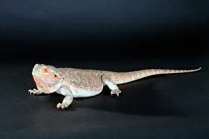 Dragons: Central Bearded Dragon