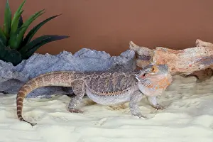 Dragons: Central Bearded Dragon