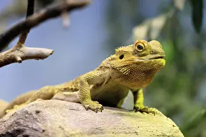 Australias: Central bearded dragon (Pogona vitticeps)