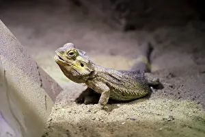 Australias: Central bearded dragon (Pogona vitticeps)