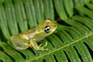 Andasibe: Central Bright-eyed Frog (Boophis rappiodes), Andasibe