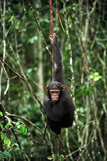 Troglodytes: Central Chimpanzee / Tschego - controlled conditions