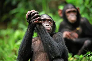 Troglodytes: Central Chimpanzee / Tschego - controlled conditions