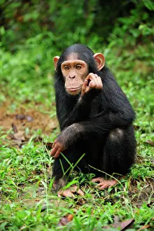 Troglodytes: Central Chimpanzee / Tschego - juvenile - controlled