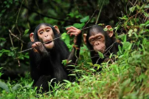 Troglodytes: Central Chimpanzee / Tschego - juvenile - controlled