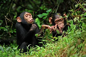 Troglodytes: Central Chimpanzee / Tschego - juvenile - controlled