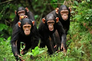 Troglodytes: Central Chimpanzee / Tschego - juvenile - controlled