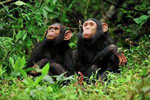 Troglodytes: Central Chimpanzee / Tschego - juvenile - controlled