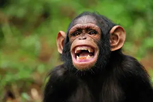Screaming: Central Chimpanzee / Tschego - juvenile - screaming