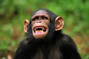 Screaming: Central Chimpanzee / Tschego - juvenile - screaming