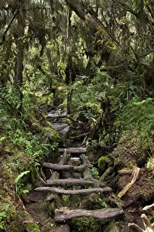 Albertine: Central Circuit on Ruwenzori through Swampy