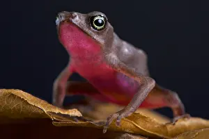 Suriname: The Central coast stubfoot toad (Atelopus franciscus)