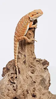 Pogona: Central / Inland / Yellow-headed Bearded Dragon