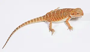 Pogona: Central / Inland / Yellow-headed Bearded Dragon