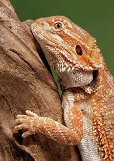 Pogona: Central / Inland / Yellow-headed Bearded Dragon