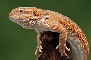 Pogona: Central / Inland / Yellow-headed Bearded Dragon