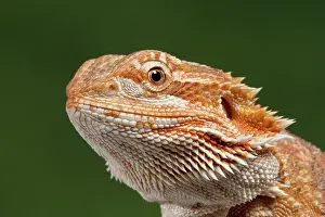 Pogona: Central / Inland / Yellow-headed Bearded Dragon