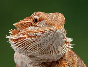 Pogona: Central / Inland / Yellow-headed Bearded Dragon